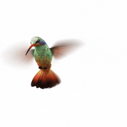 ADVOCATE pollinator hummingbird