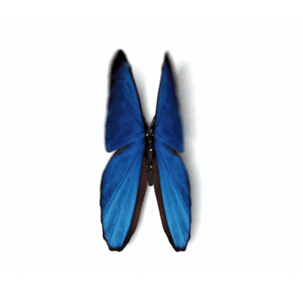 Blue morpho butterfly