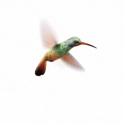 Hummingbird in flight