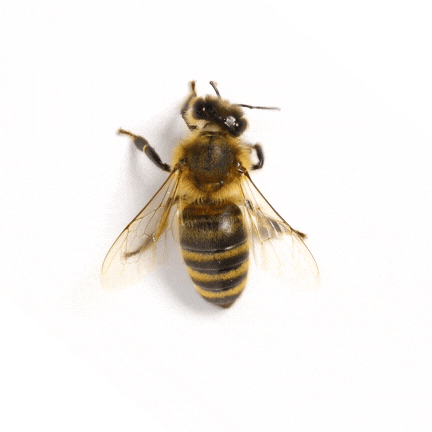 Honey bee